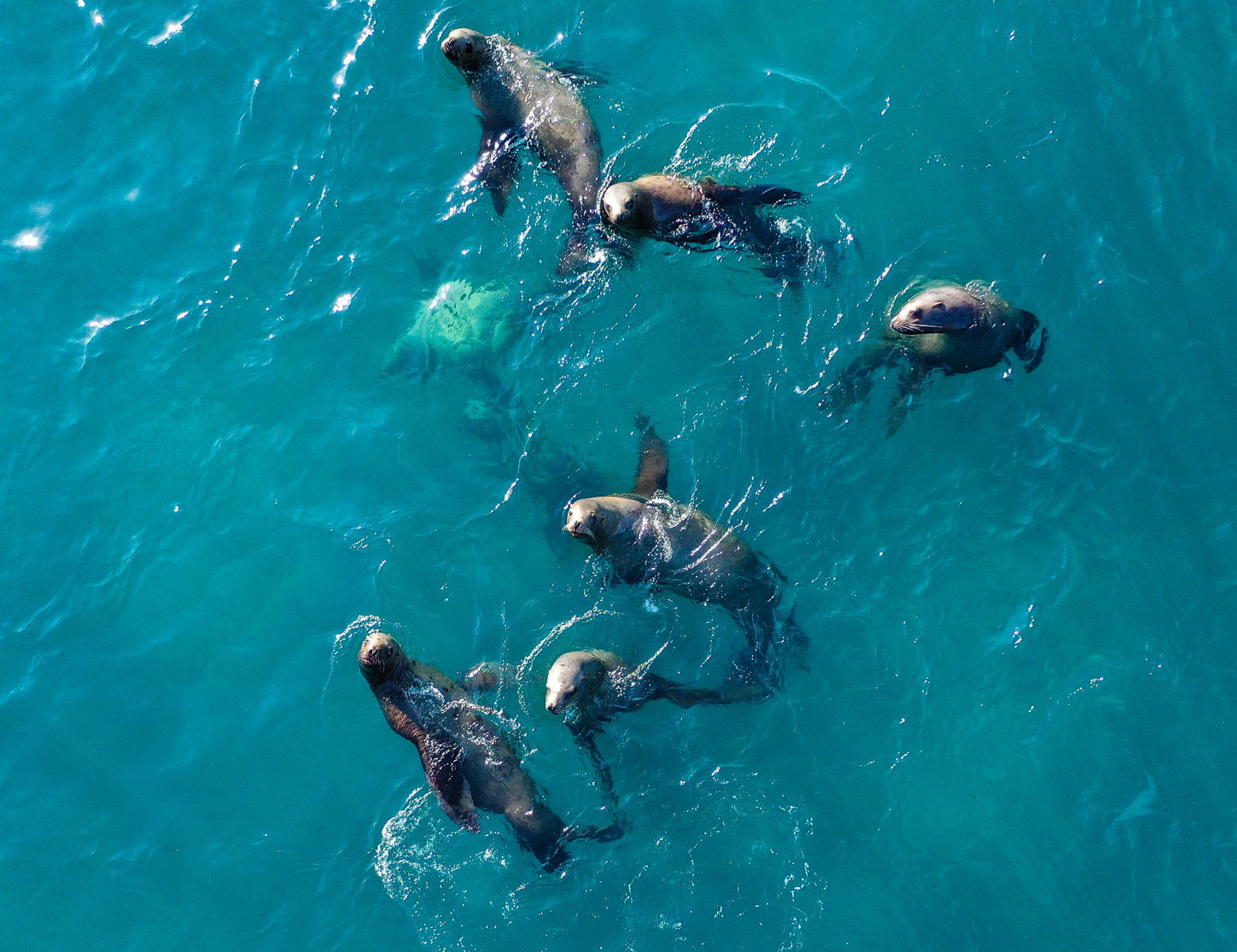 Sea Lions Swimming on Water